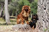 KING CHARLES SPANIEL 153